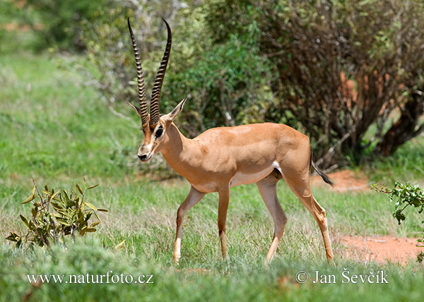 Gazela Grantova (Gazella granti)