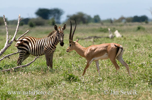 Gazela Grantova (Gazella granti)