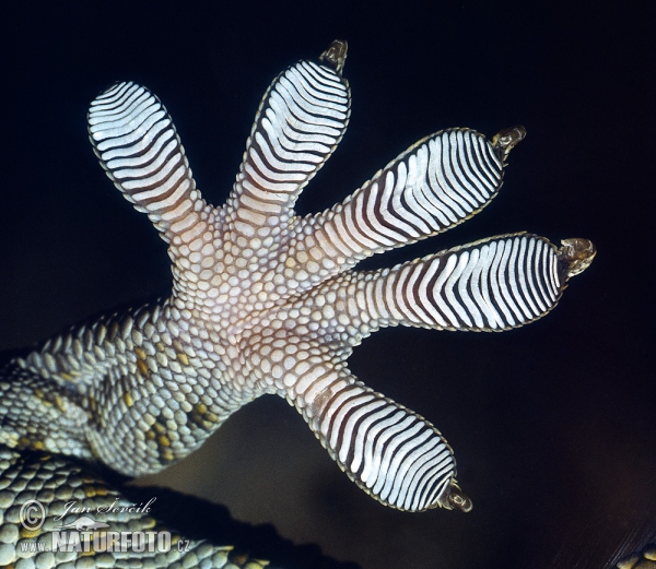 Gekon obrovský (Gekko gecko)
