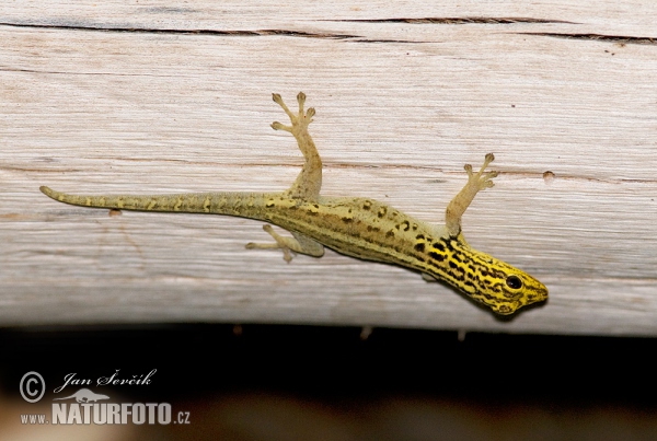 Gekonek soví (Lygodactylus luteopicturatus)