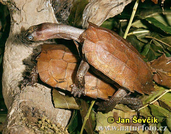 Geoemyda spanglerová (Geoemyda spengleri)