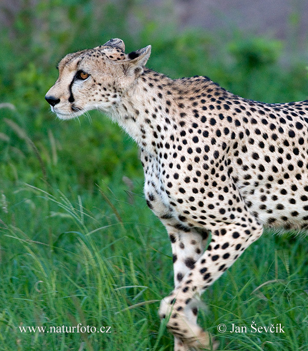 Gepard (Acinonyx jubatus)