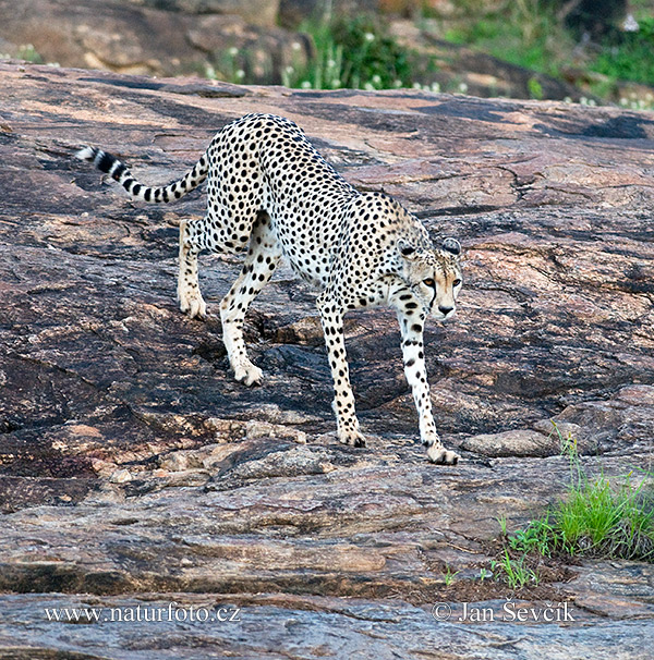 Gepard (Acinonyx jubatus)