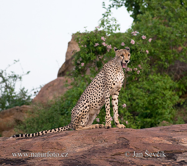 Gepard (Acinonyx jubatus)