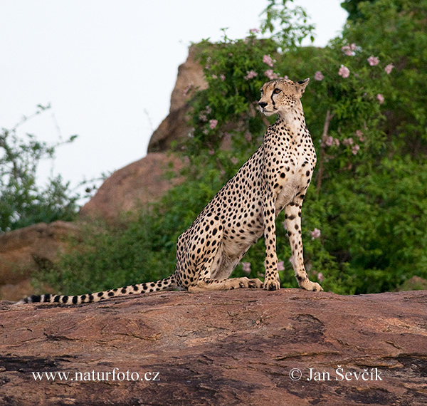 Gepard (Acinonyx jubatus)