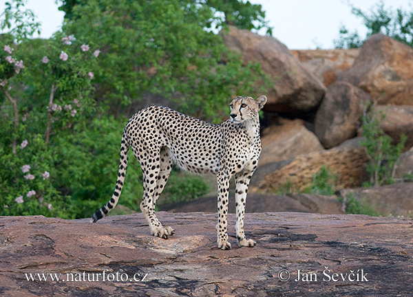 Gepard (Acinonyx jubatus)