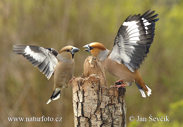 Glezg obyčajný hrubozobý (Coccothraustes coccothraustes)