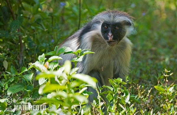 Guareza zanzibarská (Piliocolobus kirkii)