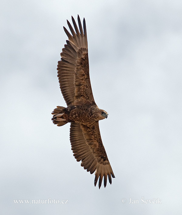 Hadiar krátkochvostý (Terathopius ecaudatus)