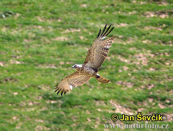 Hadiar krátkoprstý (Circaetus gallicus)