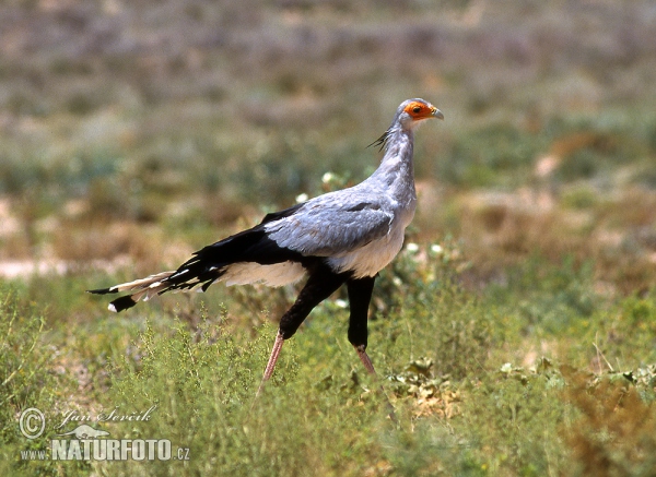 Hadilov písař (Sagittarius serpentarius)