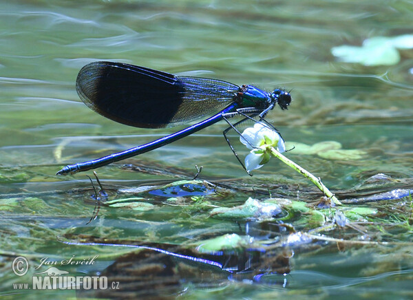 Hadovka lesklá (Calopteryx splendens)