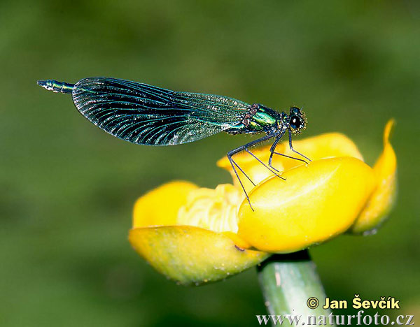 Hadovka lesklá (Calopteryx splendens)