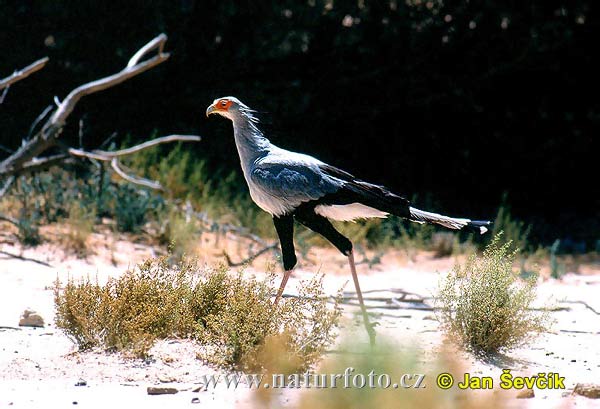 Hadožrút nohatý (Sagittarius serpentarius)