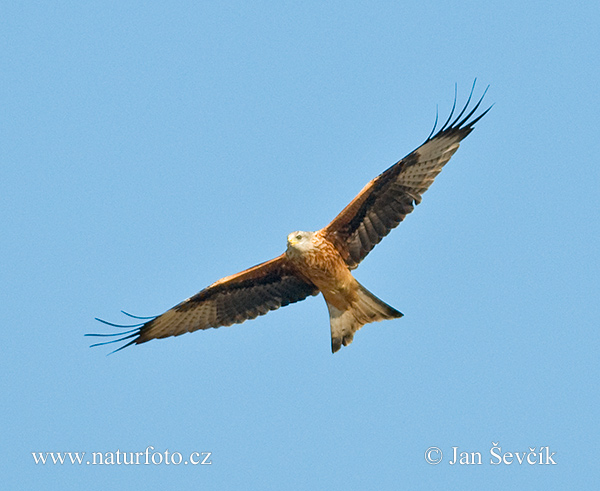 Haja červená (Milvus milvus)