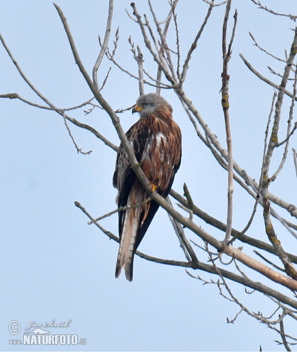 Haja červená (Milvus milvus)