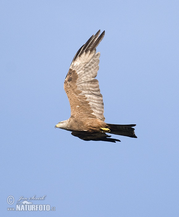 Haja tmavá (Milvus migrans)