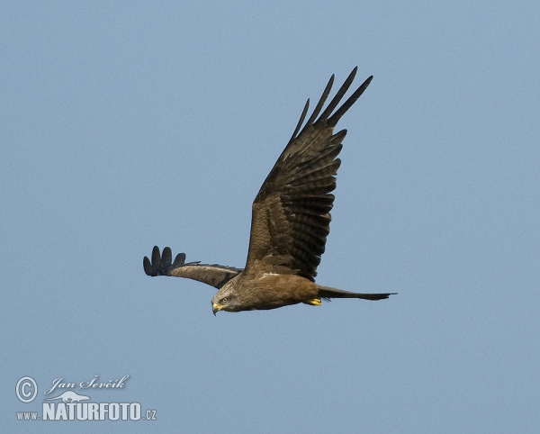 Haja tmavá (Milvus migrans)