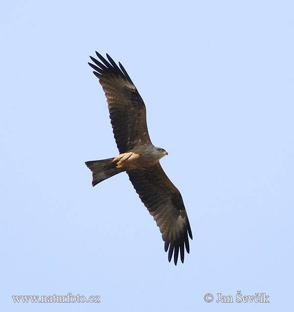 Haja tmavá (Milvus migrans)