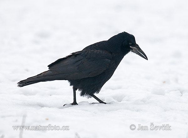 Havran čierny (Corvus frugilegus)