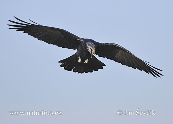 Havran čierny (Corvus frugilegus)