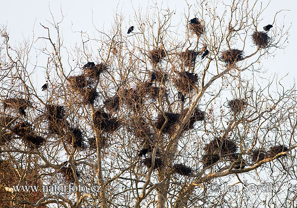 Havran čierny (Corvus frugilegus)