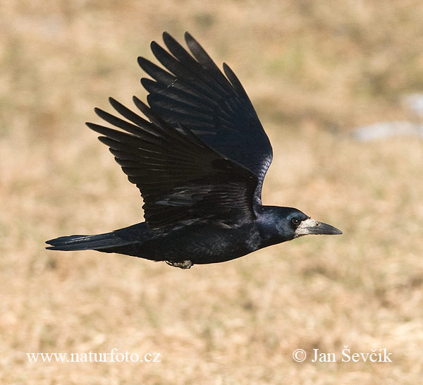 Havran polní (Corvus frugilegus)