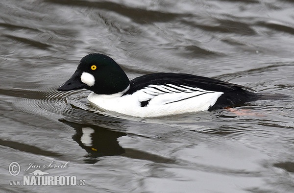 Hlaholka obyčajná (Bucephala clangula)