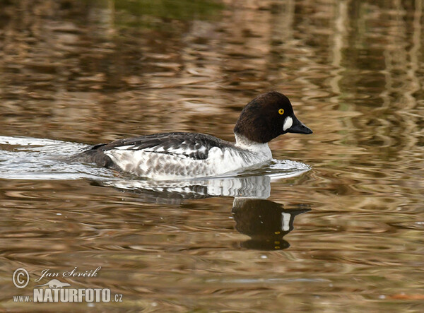 Hlaholka obyčajná (Bucephala clangula)