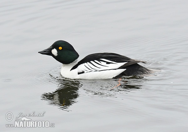 Hlaholka obyčajná (Bucephala clangula)