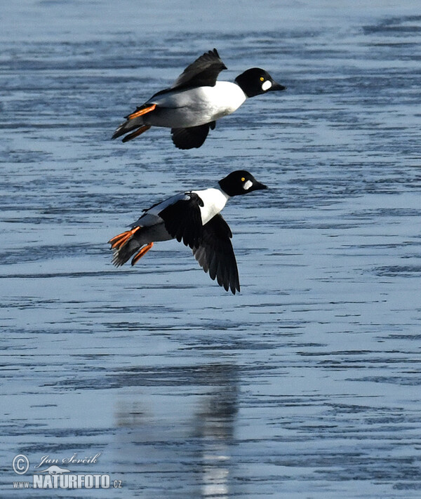 Hlaholka obyčajná (Bucephala clangula)