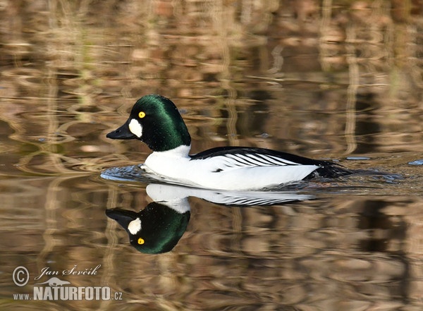 Hlaholka obyčajná (Bucephala clangula)