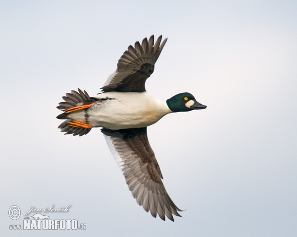 Hohol severní (Bucephala clangula)