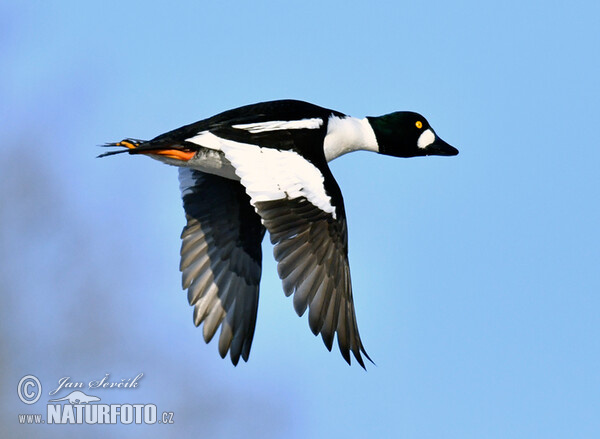 Hohol severní (Bucephala clangula)