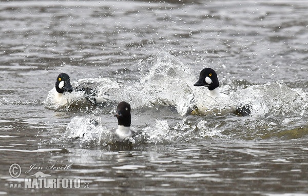 Hohol severní (Bucephala clangula)