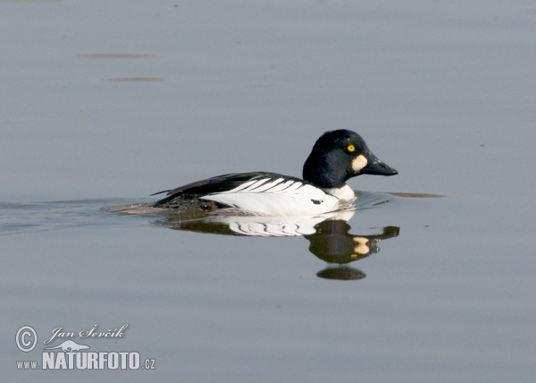 Hohol severní (Bucephala clangula)