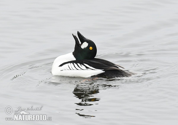 Hohol severní (Bucephala clangula)