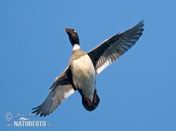 Hohol severní (Bucephala clangula)