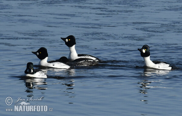 Hohol severní (Bucephala clangula)