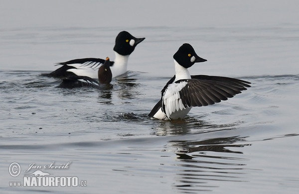 Hohol severní (Bucephala clangula)