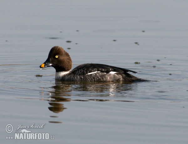 Hohol severní (Bucephala clangula)