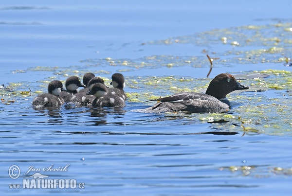 Hohol severní (Bucephala clangula)