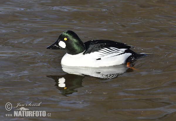 Hohol severní (Bucephala clangula)