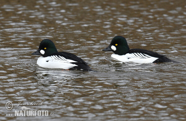 Hohol severní (Bucephala clangula)