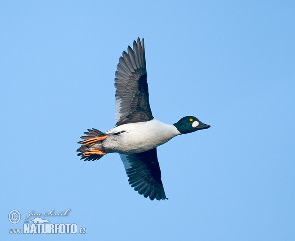 Hohol severní (Bucephala clangula)