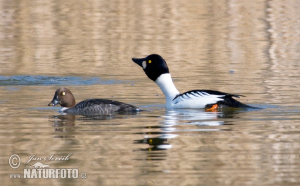 Hohol severní (Bucephala clangula)