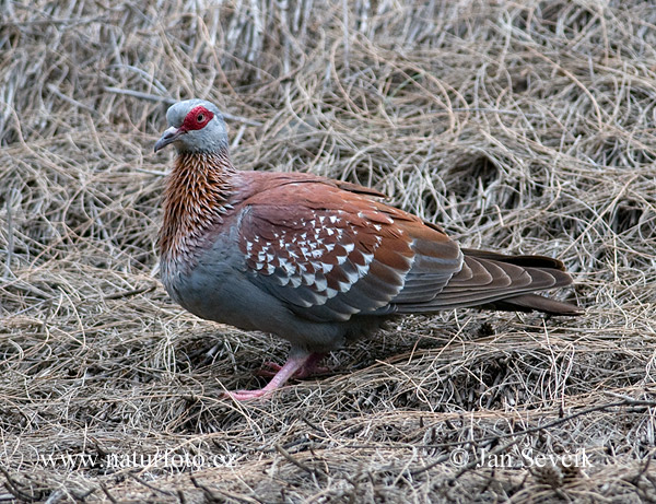 Holub bodkavokrídly (Columba guinea)