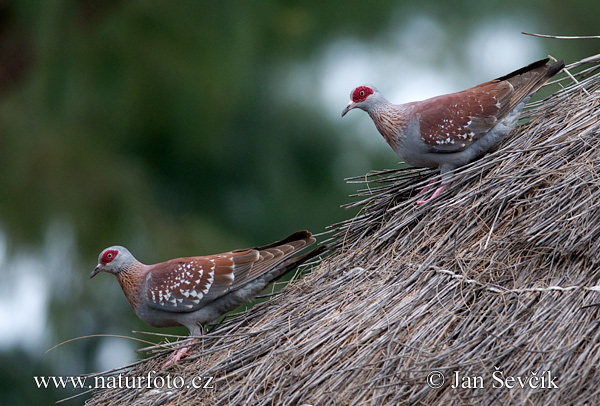 Holub bodkavokrídly (Columba guinea)