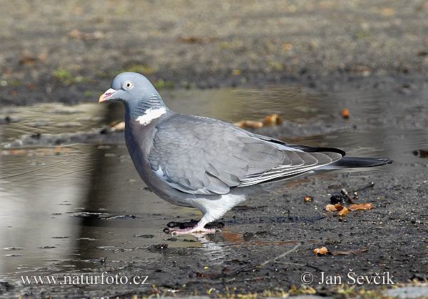 Holub hrivnák (Columba palumbus)