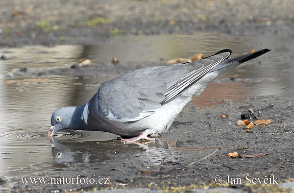 Holub hrivnák (Columba palumbus)